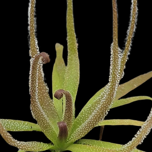 Pinguicula medusina (Butterwort)