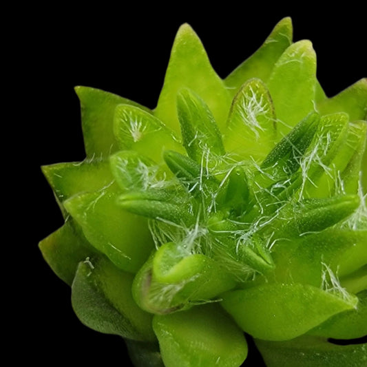 Pinguicula orchidioides (Butterwort)
