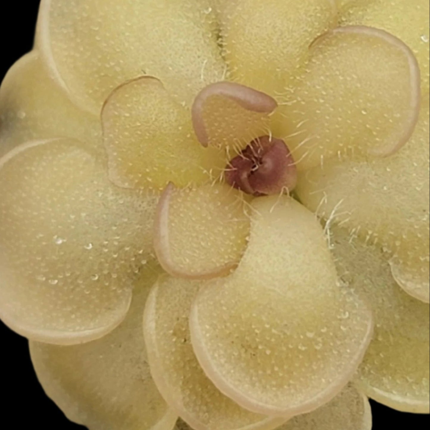 Pinguicula rotundiflora (Butterwort)