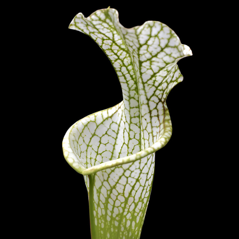Sarracenia leucophylla 'Hurricane Creek White' (North American Pitcher Plant)