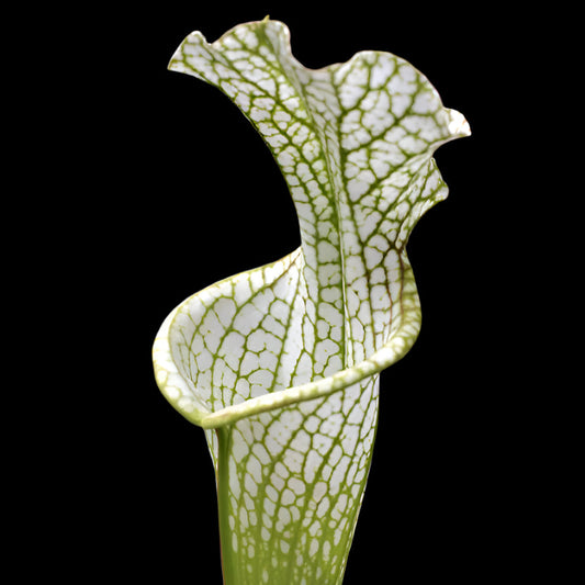 Sarracenia leucophylla 'Hurricane Creek White' (North American Pitcher Plant)