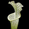 Sarracenia leucophylla 'Hurricane Creek White' (North American Pitcher Plant)