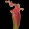 Sarracenia ‘Fiona’ (Trumpet Pitcher Plant)