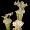 Sarracenia leucophylla white (Trumpet Pitcher Plant)