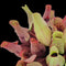 Sarracenia Purpurea venosa (Trumpet Pitcher Plant)