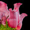 Sarracenia purpurea venosa 'Sylwia' (Trumpet Pitcher Plant)
