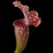 Sarracenia ‘Velvet’ (Trumpet Pitcher Plant)