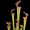 Sarracenia x farnhamii (Trumpet Pitcher Plant)