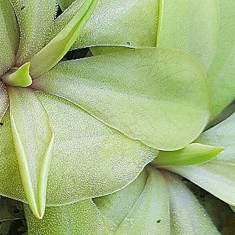 Pinguicula emarginata × 'Superba'