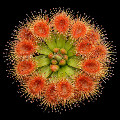 Drosera pulchella (Pygmy Sundew)