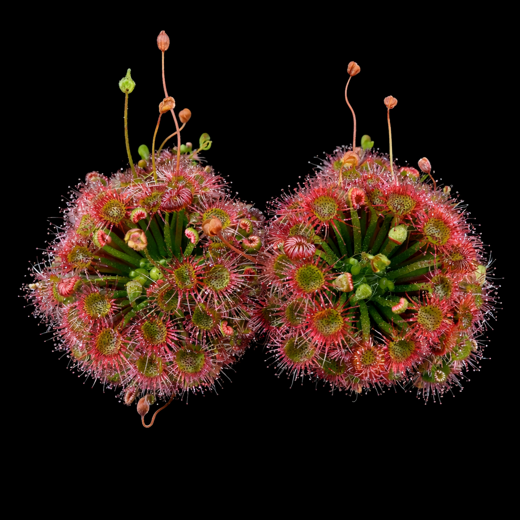 Drosera × badgerupii (Pygmy Sundew)