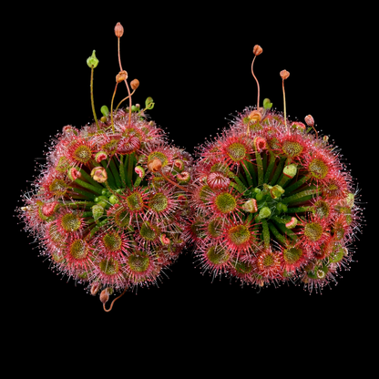Drosera × badgerupii (Pygmy Sundew)