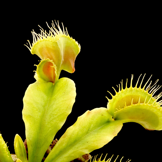 Close-up of a Venus flytrap with a black background