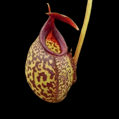 Nepenthes aristolochioides x spectabilis