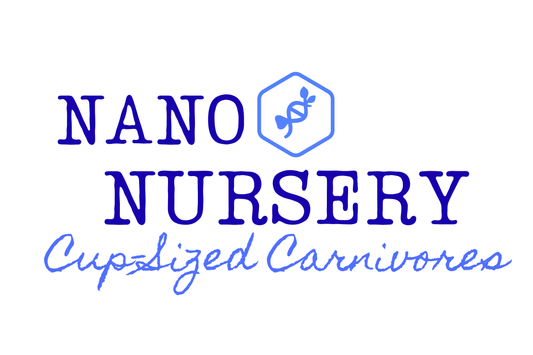 Dionaea muscipula 'Red Moon Trap' (Venus Flytrap)