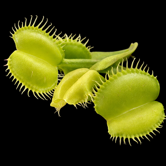 Dionaea muscipula 'Bullseye' (Venus Flytrap)