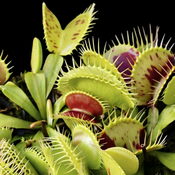 Close-up of Venus flytrap plants with a black background