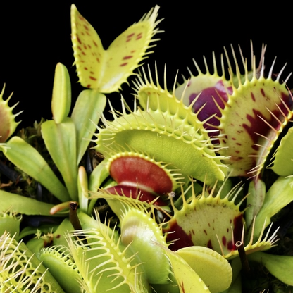 Close-up of Venus flytrap plants with a black background