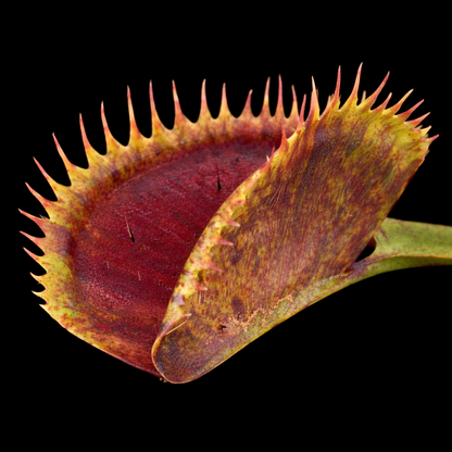 Dionaea muscipula 'Spotty' (Venus Flytrap)