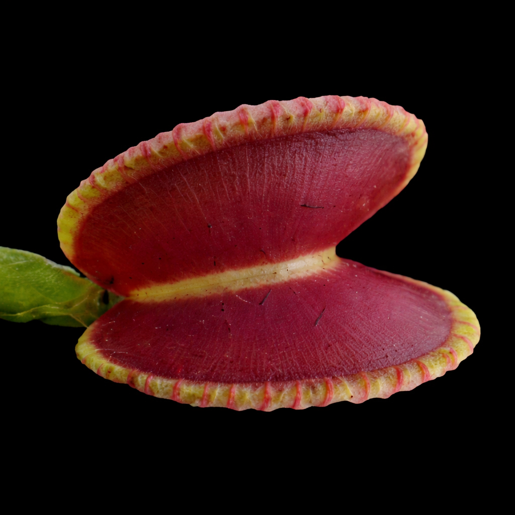 Dionaea muscipula 'Coquillage’ (Venus Flytrap)