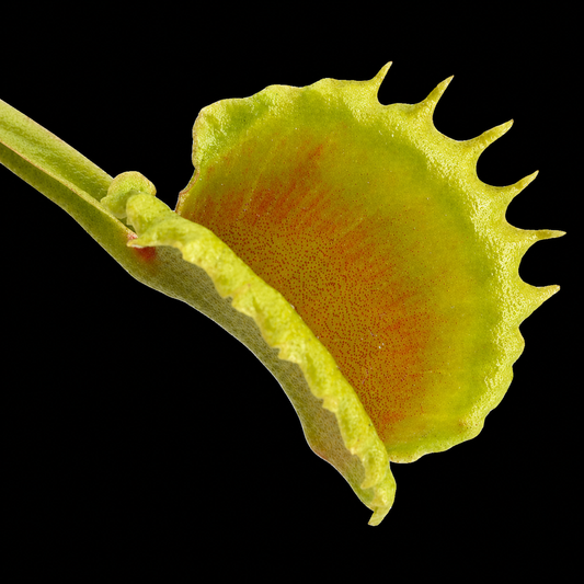 Close-up of a Venus flytrap leaf on a black background