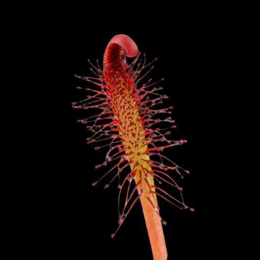 Drosera capensis 'Red' (Sundew)
