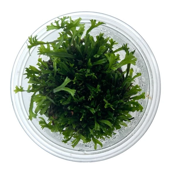 Microsorum pteropus 'Windeløv'