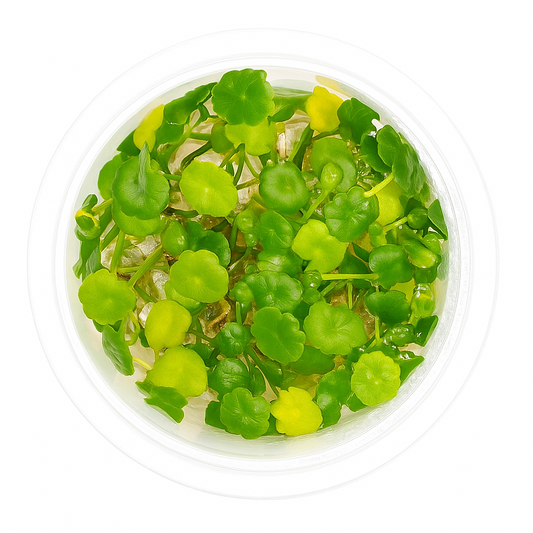 Clear container with green and yellow decorative beads on a white background