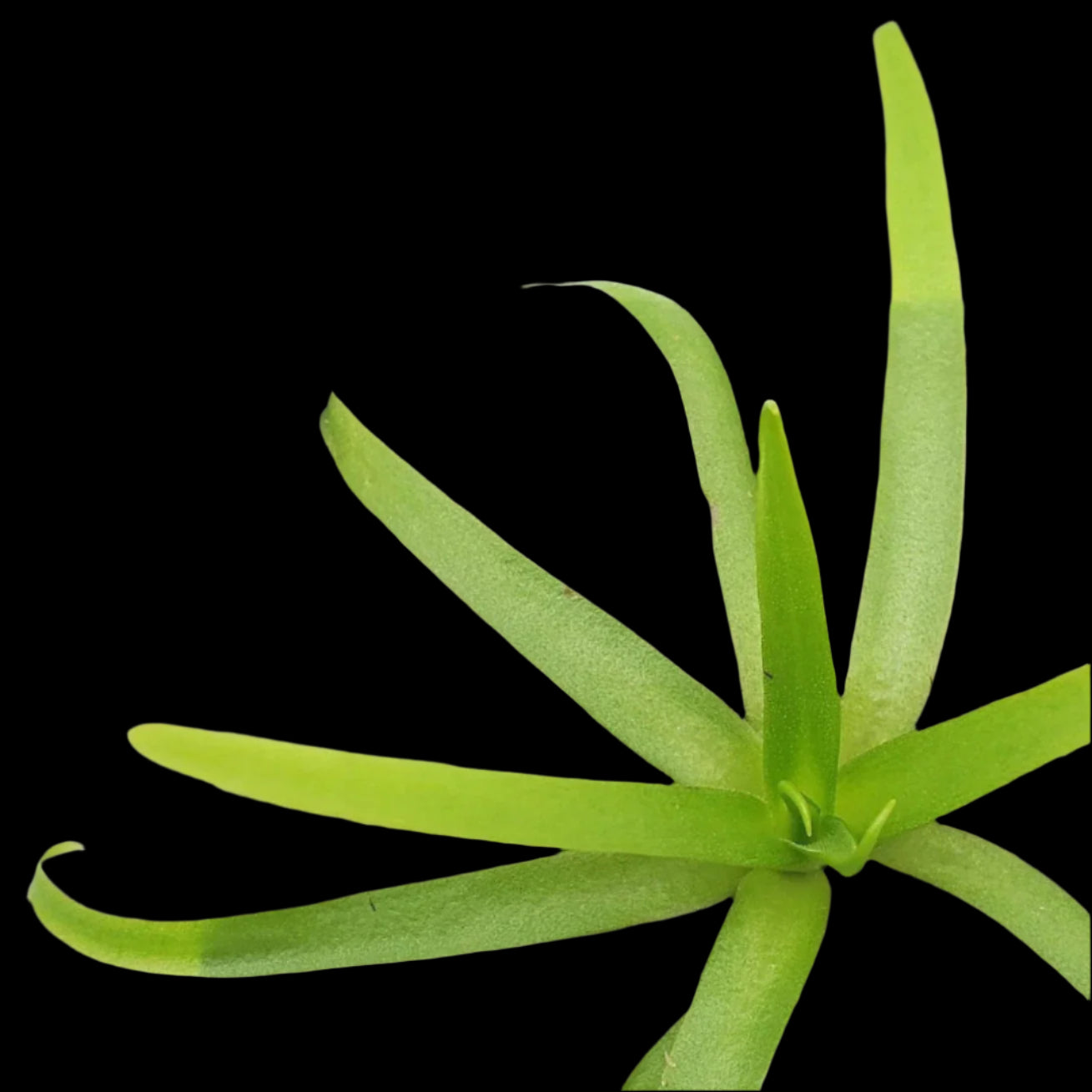 Pinguicula moctezumae (Butterwort)