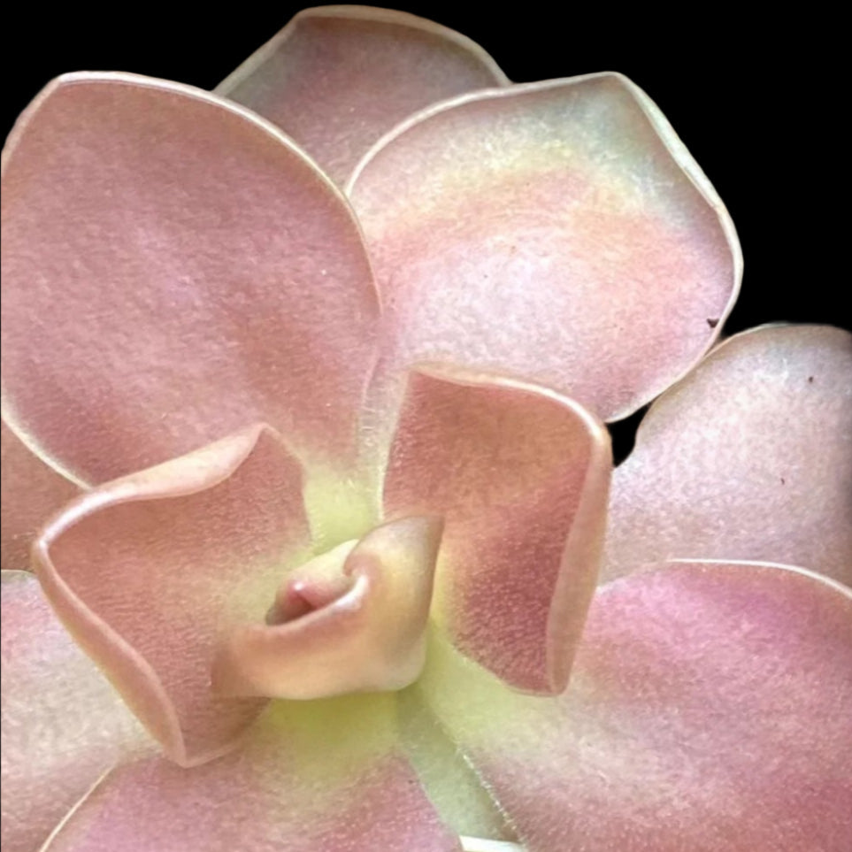 Pinguicula Weser x javmavensis (Butterwort)