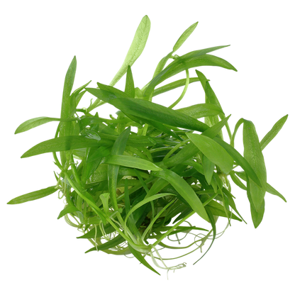 Helanthium bolivianum 'quadricostatus' - Chain sword (formerly Echinodorus quadricostatus)