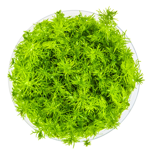 Myriophyllum sp. 'Guyana'