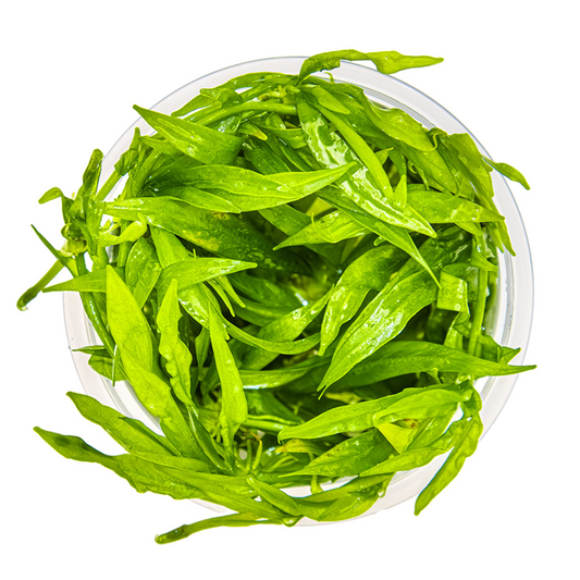 Helanthium bolivianum 'quadricostatus' - Chain sword (formerly Echinodorus quadricostatus)