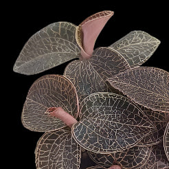 Anoectochilus 'Red Clouds' (Jewel Orchid)