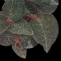 Ludisia mascot (Jewel Orchid)