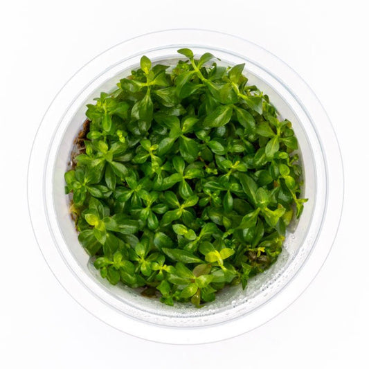Green plant in a transparent container on a white background