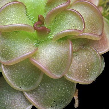 Close-up of a succulent plant with green and pinkish-red edges.