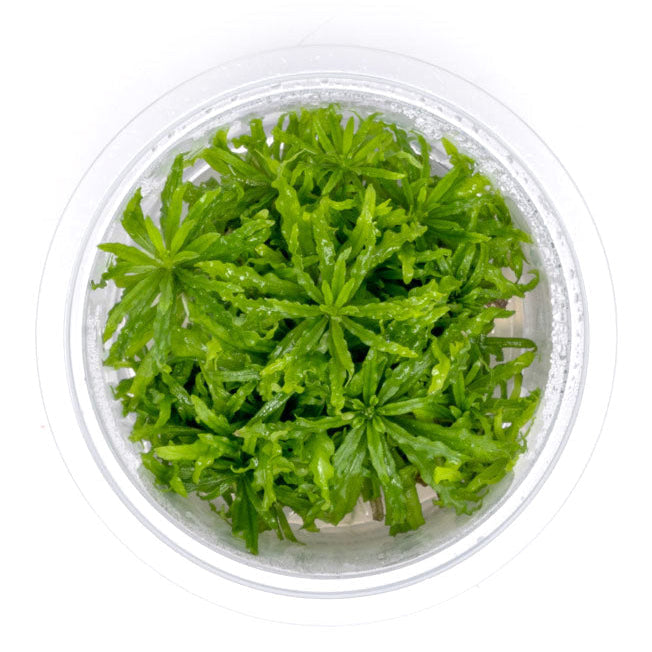 Green plant in a transparent container on a white background