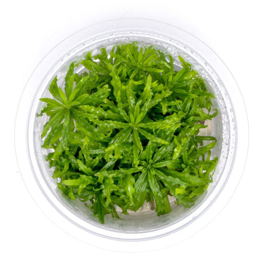 Green plant in a transparent container on a white background