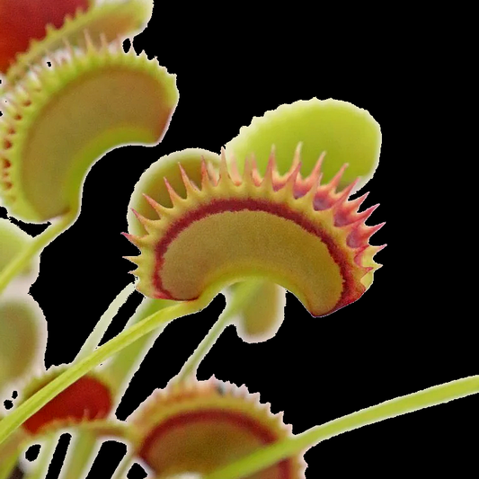 Dionaea muscipula 'Fake Dracula'  (Venus Flytrap)