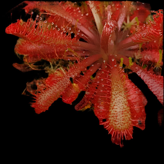 lovellae drosera Potted red carnivorous plant on a white background